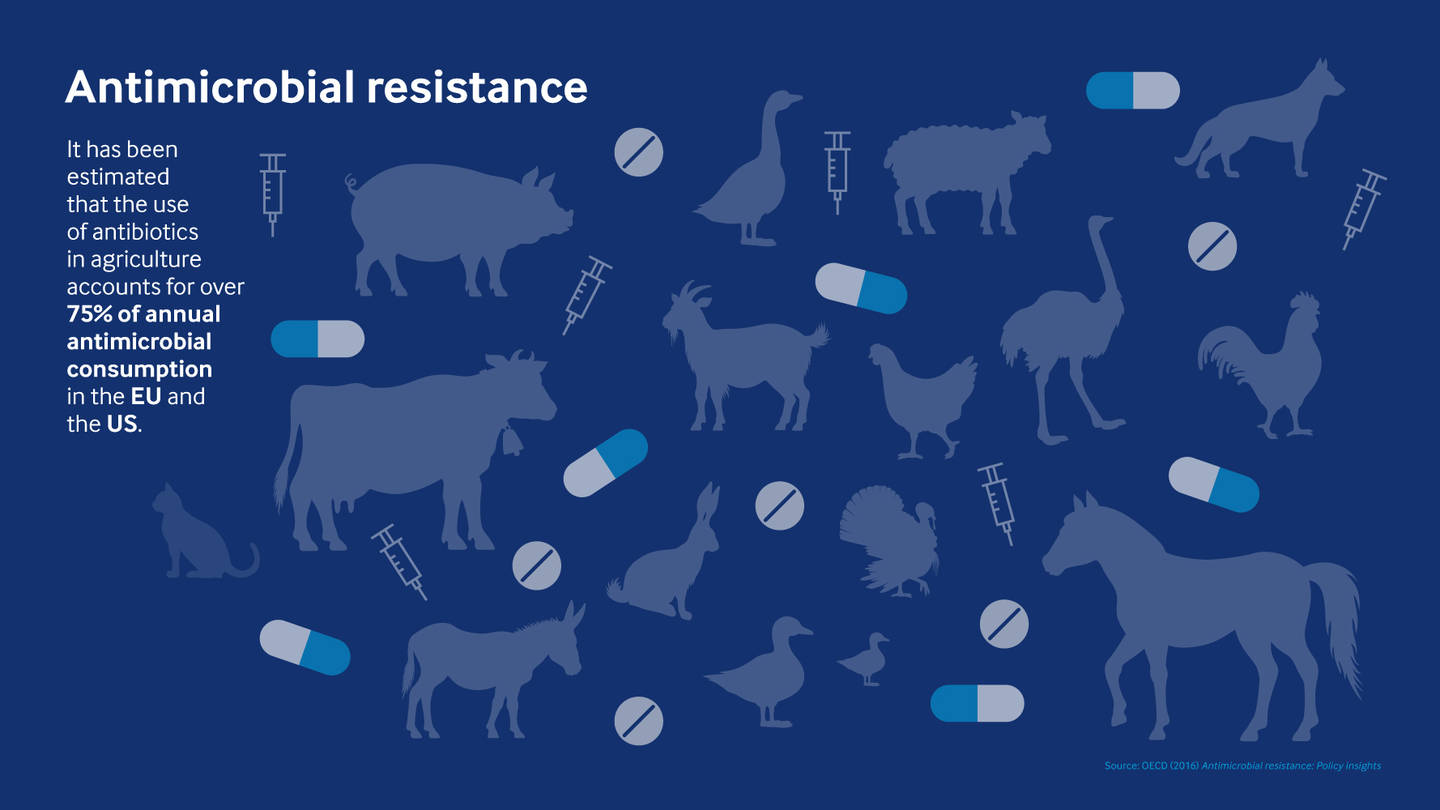 An infographic shows stats about antimicrobial consumption and the relationship with agriculture