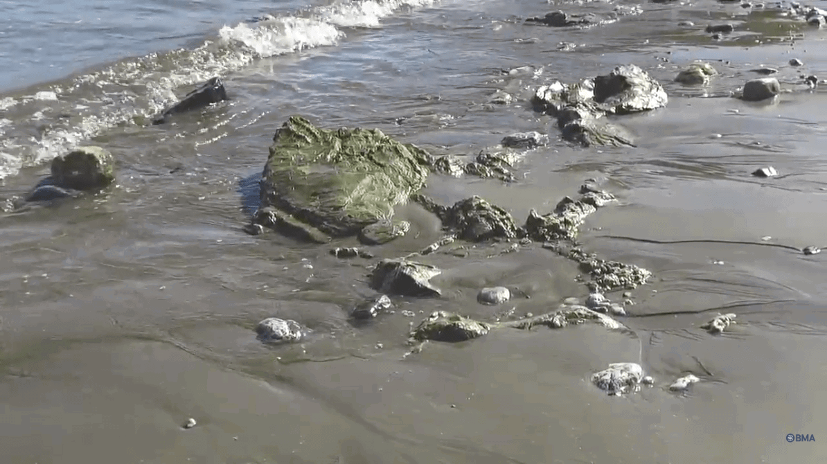 Image of sea, rocks and sand - video cover for BMA news feature