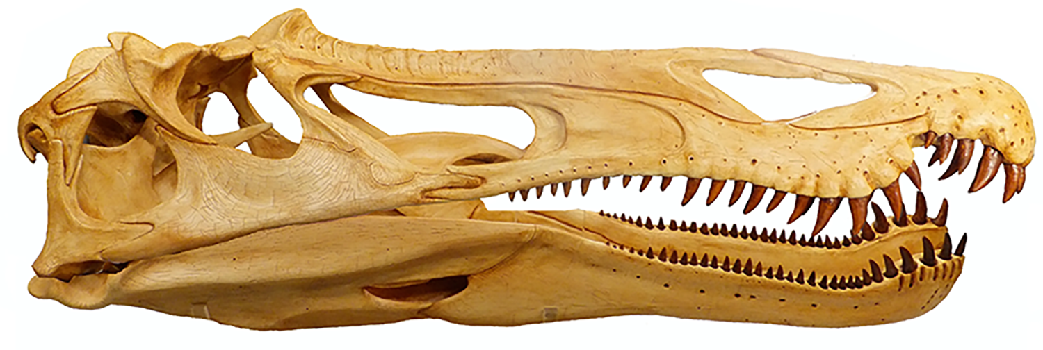 42645 Spinosaurid  skull model by Andrew Cocks