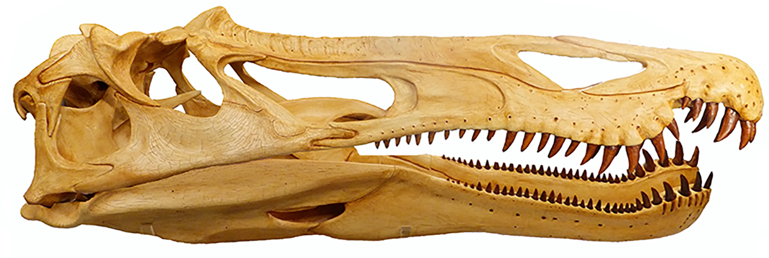 42645 Spinosaurid skull model by Andrew Cocks