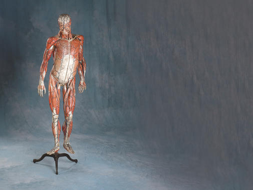 cadaver