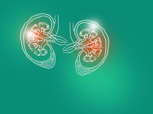 kidneys
