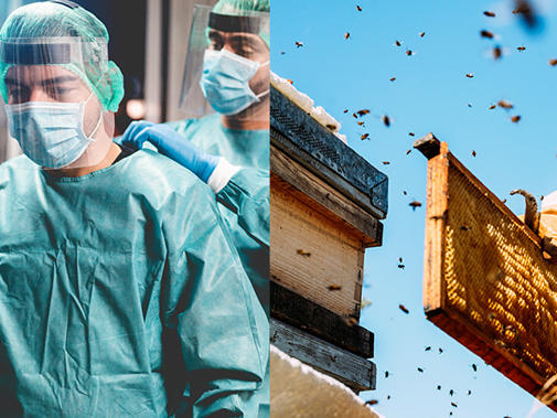 doctor bees